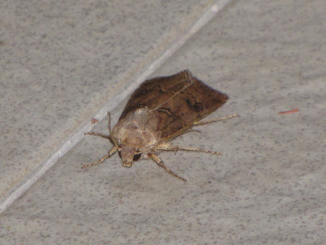 Help id 2 - Agrotis segetum